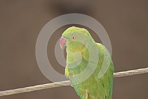 A perfect click parrot