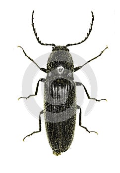 ClickBeetle Hemicrepidius on white Background