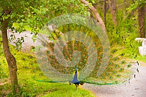 PEACOCK DANCING IN THE FOREST