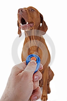 Clicker training the dog