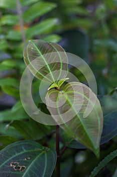 Clidemia hirta or commonly known as harendong, senduduk bulu, is a perennial shrub. photo