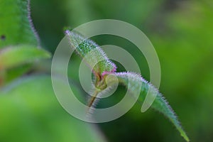 Clidemia hirta or commonly known as harendong, senduduk bulu, is a perennial shrub. photo