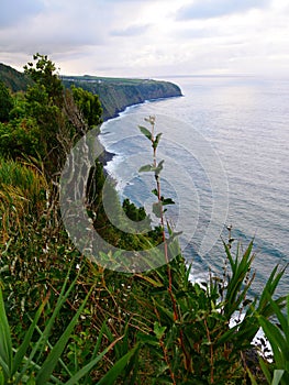 Cliff of Algarvia seen from the miradouro Despe-te-que-Suas on the island of Sao Miguel