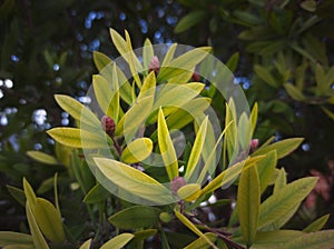 cliff bottlebrush