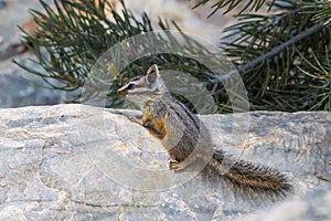 Cliff Chipmunk