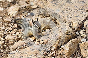 Cliff chipmunk, az
