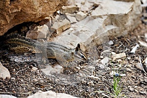 Cliff chipmunk, az