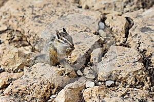 Cliff chipmunk, az