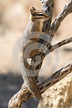 Cliff Chipmunk on Branch