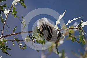 Cliff Chipmunk, Tamias dorsalis