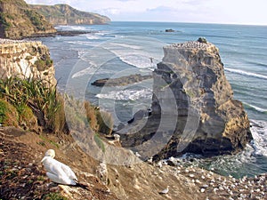 Gannet colony on New Zealand West Coast. photo