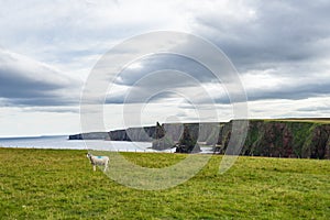 Cliff coastline with sea stacks at Duncansby Head, Caithness, Scotland on a cloudy day