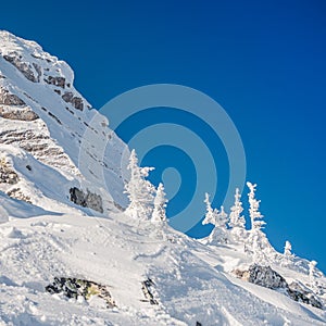 Cliff is covered with frost after snowstorm on winter day. Snow trees on slope of rock