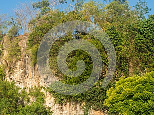 Cliff covered in green vegetation