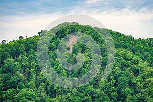 Cliff in dense green forest. Spring colors in the mountain forest