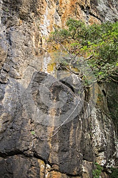 Cliff face in Springbrook Park