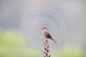 The cliff flycatcher (Hirundinea ferruginea sclateri) in Colombia