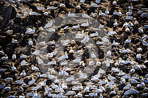 Cliff of gannets