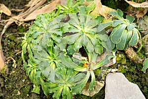 Cliff maids or Lewisia Cotyledon plant in Saint Gallen in Switzerland