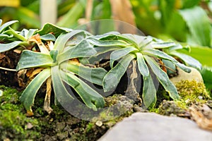 Cliff maids or Lewisia Cotyledon plant in Saint Gallen in Switzerland