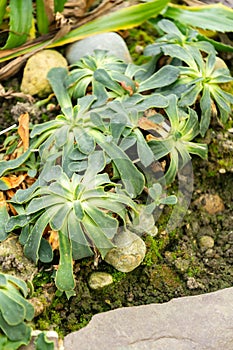 Cliff maids or Lewisia Cotyledon plant in Saint Gallen in Switzerland