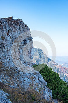 Cliff and mountain dwarf pine, Puchberg am Schneeberg, Austria