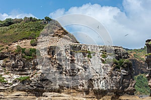 A cliff in Muriwai beach housing gannet colonies