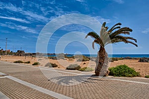 The cliff near the Atlantic Ocean with palm trees and cacti in Caleta de Fuste Fuerteventura Spain