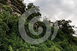 A cliff overgrown with greenery and trees.