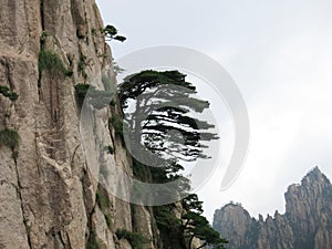 On the cliff of the pine tree