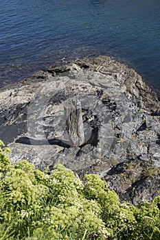 Cliff and Post in Viavelez; Asturias