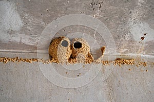 Petrochelidon Pyrrhonota Hirundinidae Cliff Swallow bird nests found under an overpass of a highway photo