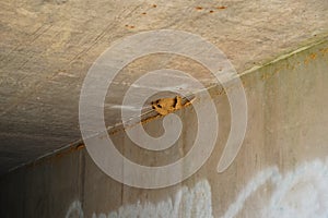 Petrochelidon Pyrrhonota Hirundinidae Cliff Swallow bird nests found under an overpass of a highway photo
