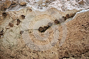 Cliff swallow mud nests at the Montezuma Castle National Monument