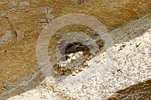 Cliff Swallow Nesting