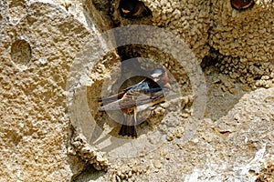 Cliff Swallow Nesting
