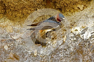 Cliff Swallow Nesting