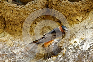 Cliff Swallow Nesting