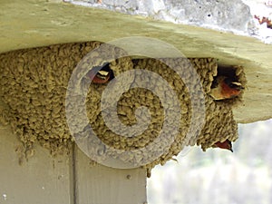 Cliff Swallow Nests