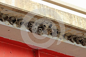 Cliff swallow nests made of mud under a bridge overhang photo