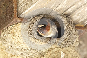 Cliff Swallow Peering Out From its Mud Nest