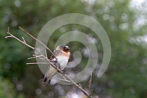 Cliff Swallow perched on bare branch