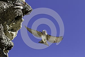 A cliff swallow (Petrochelidon pyrrhonota) in mid air