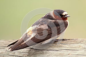 Cliff Swallow (Petrochelidon pyrrhonota) photo