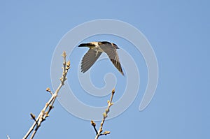 Cliff Swallow Taking to Flight from a Tree