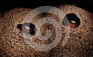 Cliff Swallows in Mud Nests