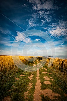 Cliff top coastal grassland