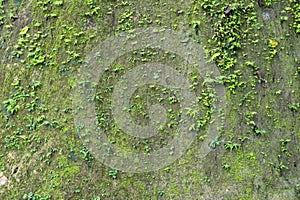 Cliff wall with moss fern.