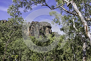 The Cliffs of Burrungkuy through the Rainforest