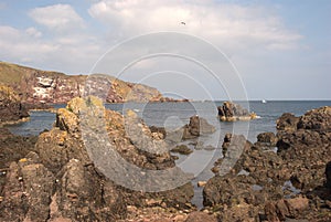 cliffs and coastal bay at St. Abbs Berwickshire